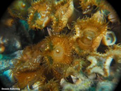 Palythoa grandiflora