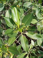Rhizophora mangle