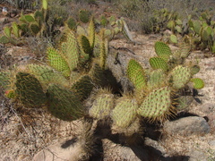 Opuntia comonduensis