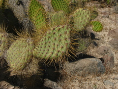 Opuntia comonduensis