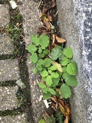 Chelidonium majus