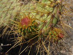 Opuntia comonduensis