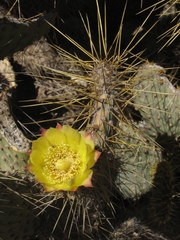 Opuntia comonduensis
