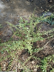 Angiospermae