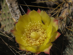 Opuntia comonduensis