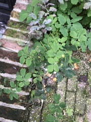 Chelidonium majus