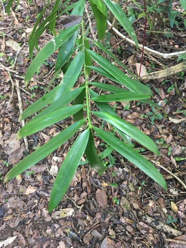 Podocarpus sellowii (Podocarpus sellowii)