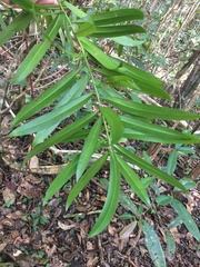 Podocarpus sellowii