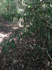 Podocarpus sellowii