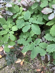 Chelidonium majus
