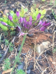 Allium peninsulare