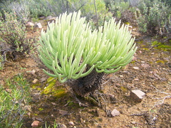 Tylecodon wallichii