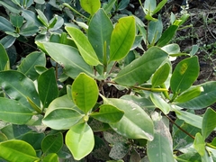Rhizophora mangle