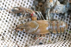 Faxonius palmeri palmeri