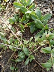 Angiospermae