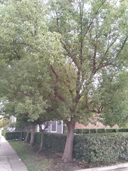 Cinnamomum camphora