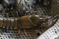 Faxonius palmeri palmeri