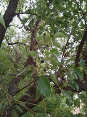 Cinnamomum camphora
