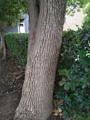 Cinnamomum camphora