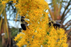 Bombus impatiens image