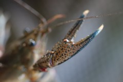 Faxonius palmeri palmeri