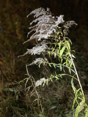 Solidago canadensis