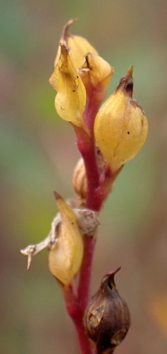 Utricularia juncea image
