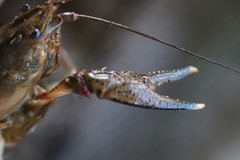 Faxonius palmeri palmeri