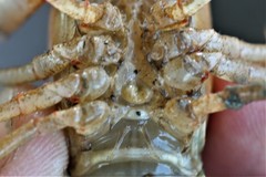 Faxonius palmeri palmeri