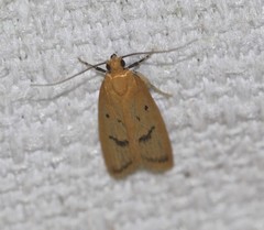 Eulechria subpunctella