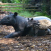 Malayan Tapir - Photo (c) Tomáš Divilek, some rights reserved (CC BY-SA)