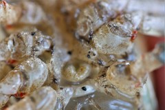 Faxonius palmeri palmeri