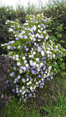 Brunfelsia australis