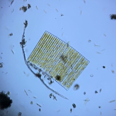 Fragilaria
