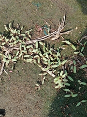 Magnoliopsida