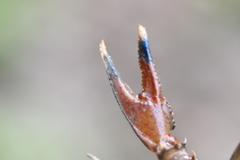 Faxonius palmeri palmeri