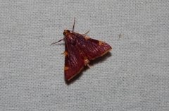 Hypsopygia ignefimbrialis