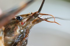 Faxonius palmeri palmeri