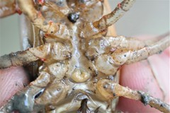 Faxonius palmeri palmeri