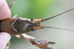 Faxonius palmeri palmeri