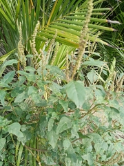 Magnoliopsida