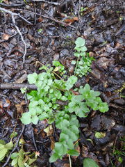 Cardamine glacialis