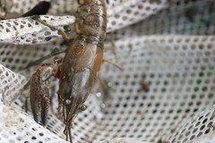 Faxonius palmeri palmeri