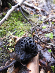 Cyttaria hariotii
