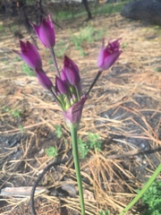 Allium peninsulare