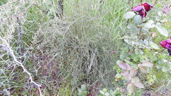 Ephedra triandra