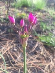 Allium peninsulare