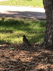 Turdus migratorius