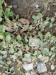 Evolvulus convolvuloides