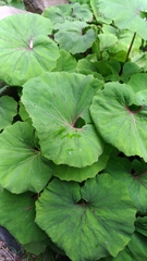 Petasites formosanus